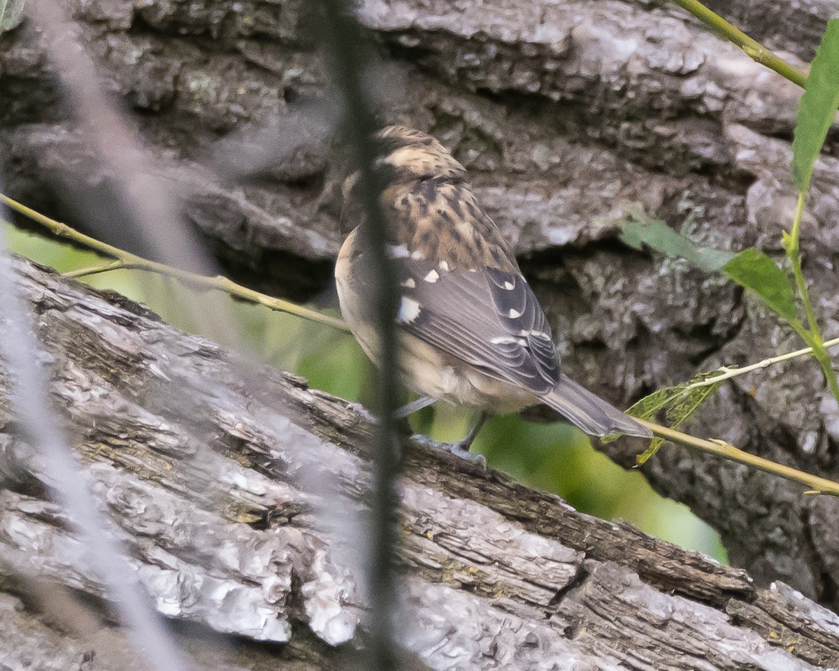 Rose-breasted Grosbeak - ML306344251