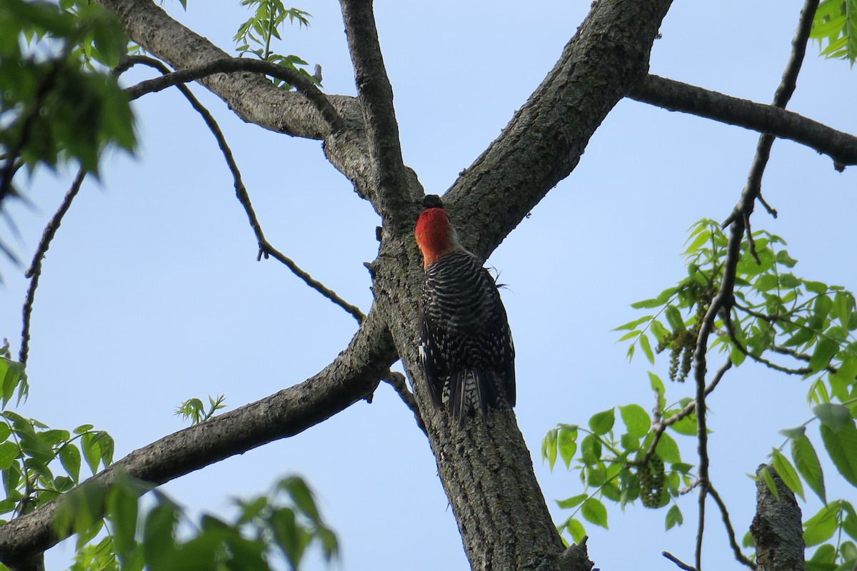 Red-bellied Woodpecker - ML306345421