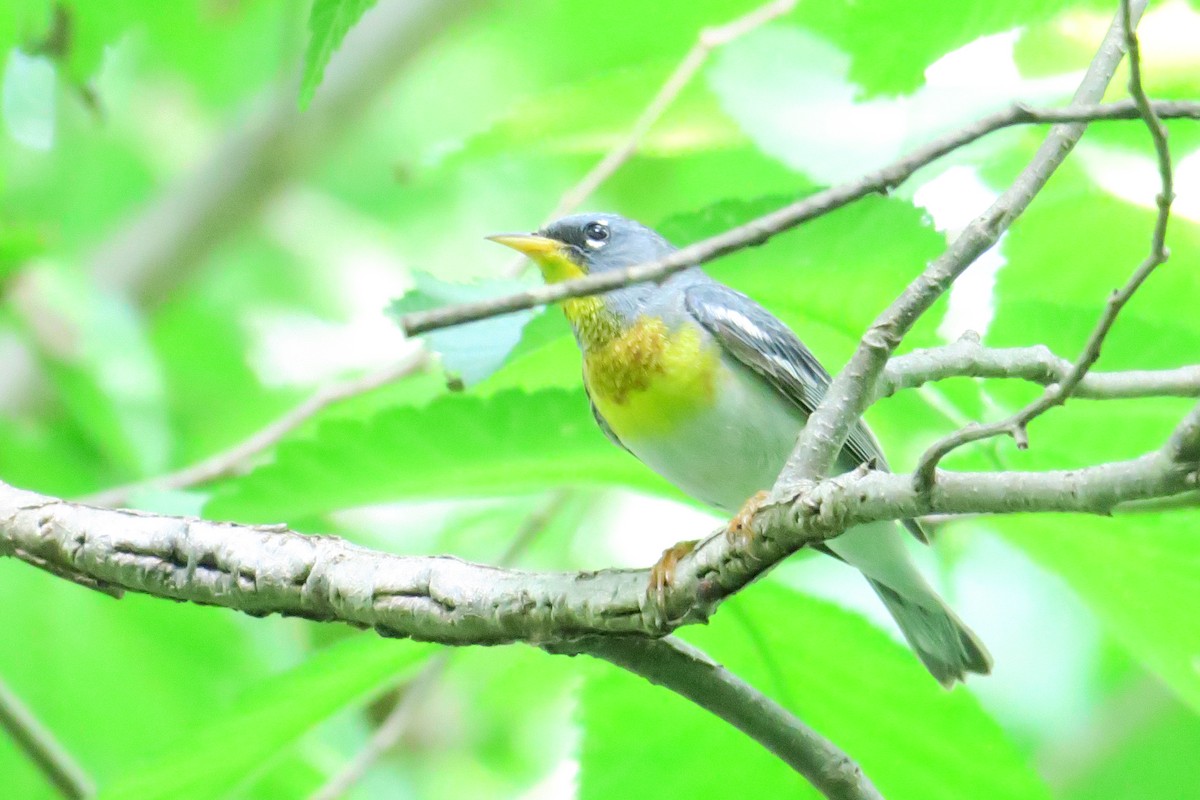 Northern Parula - ML306345451