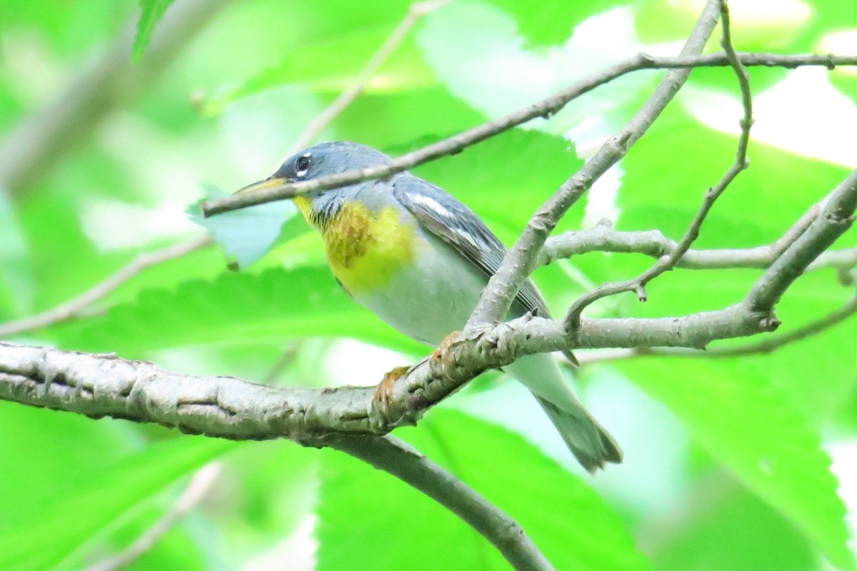 Northern Parula - ML306345461