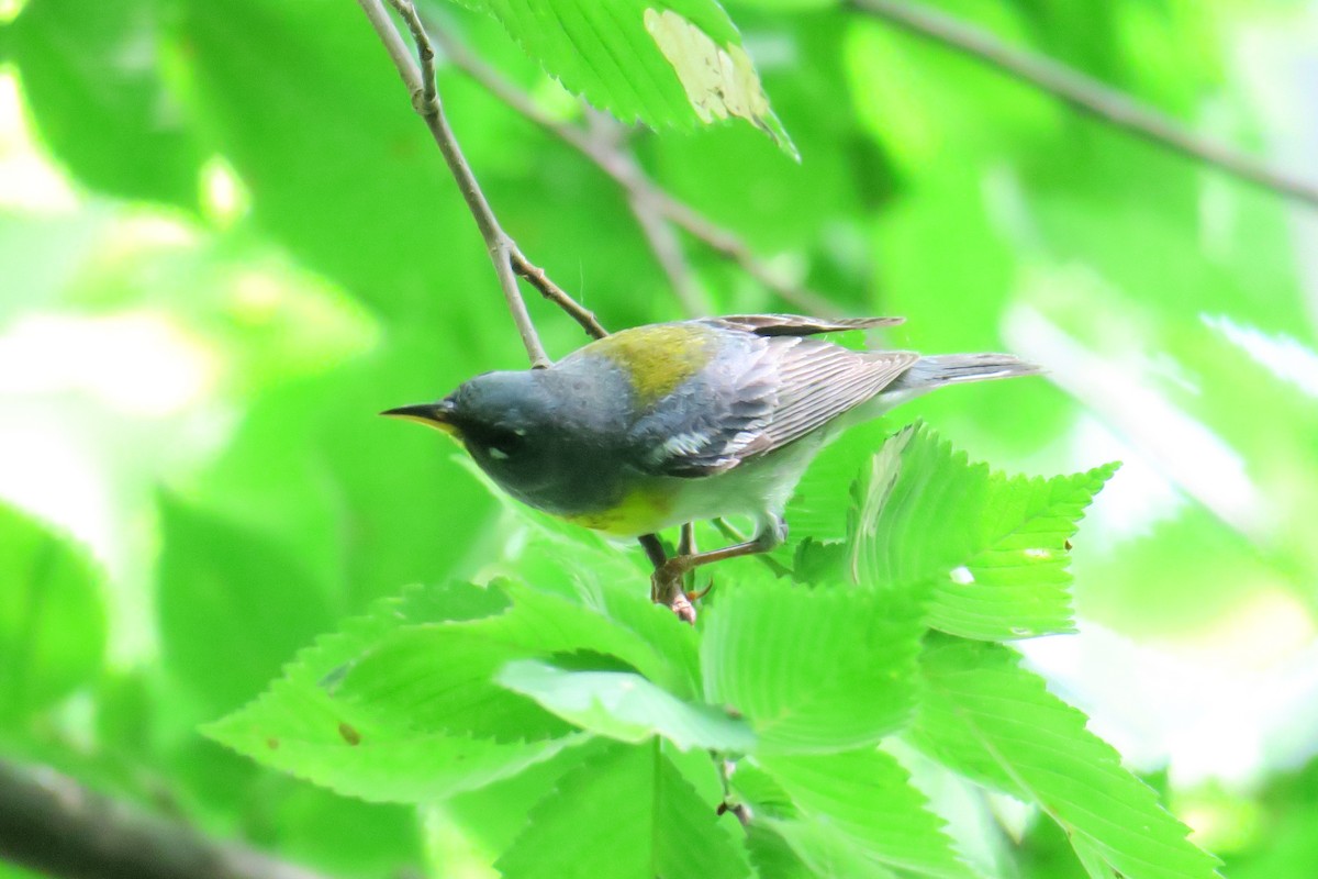 Northern Parula - ML306345541