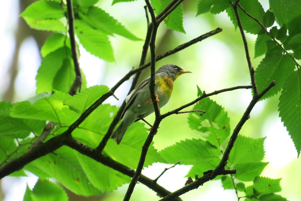 Northern Parula - ML306345621