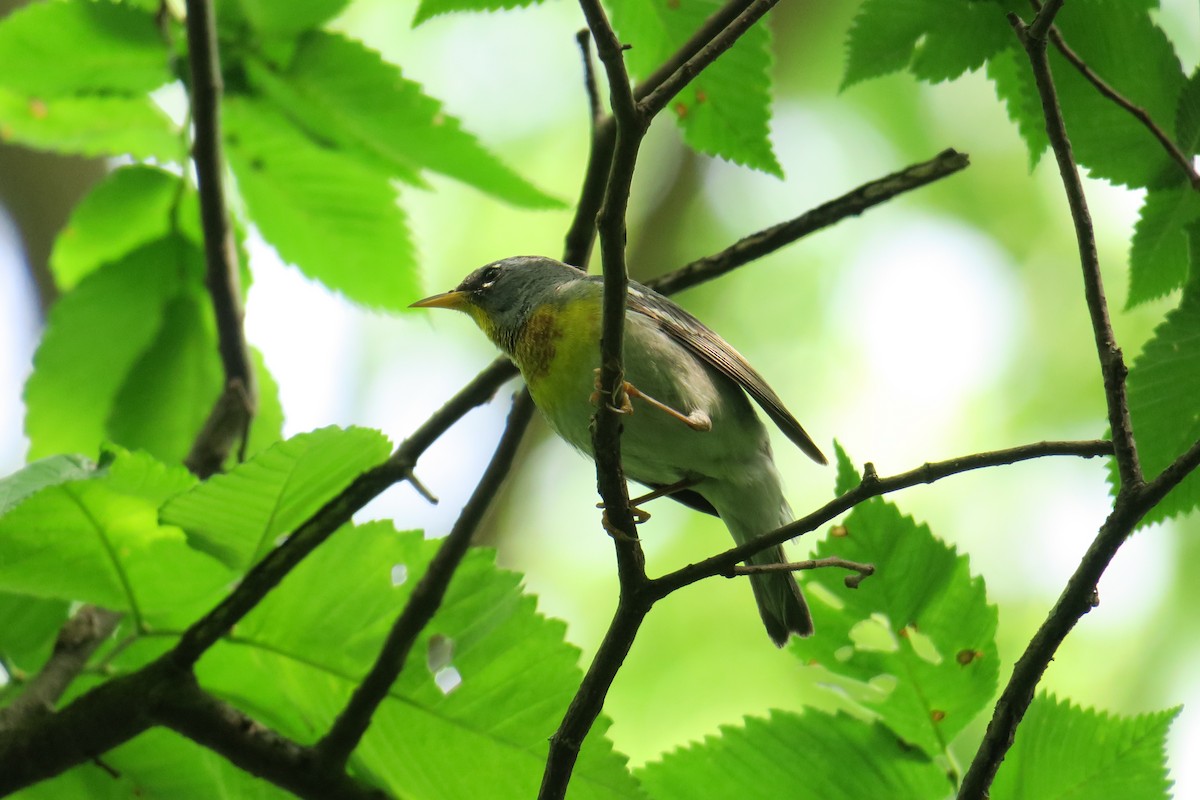 Northern Parula - ML306345631