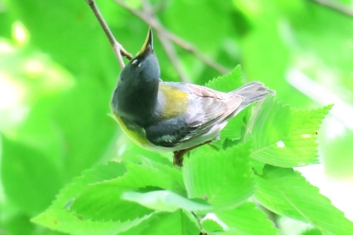 Northern Parula - ML306345691