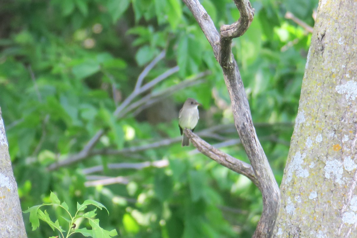 Eastern Wood-Pewee - ML306345891