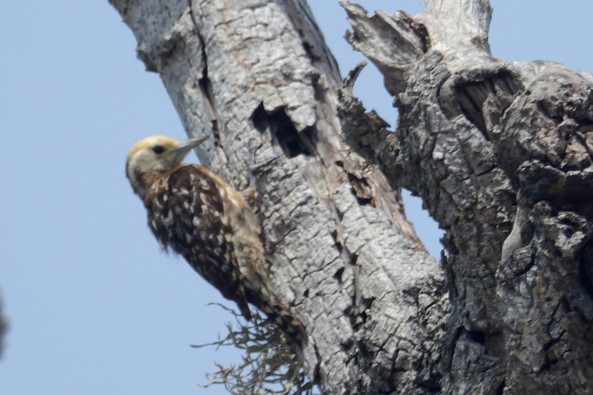 Yellow-crowned Woodpecker - ML306349511