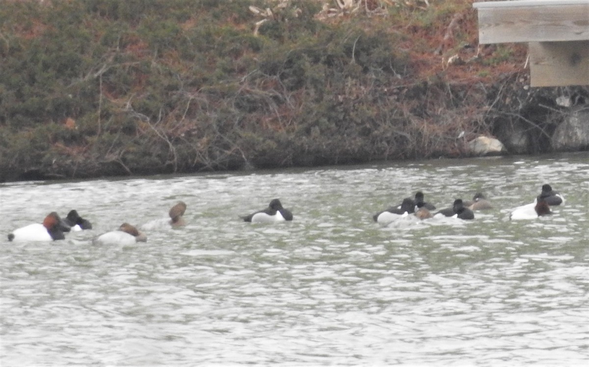 Canvasback - Prashant A