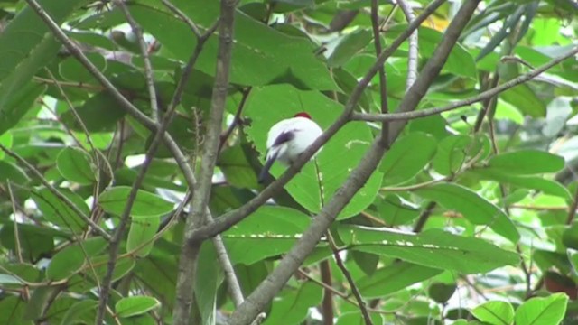 Araripe Manakin - ML306350411