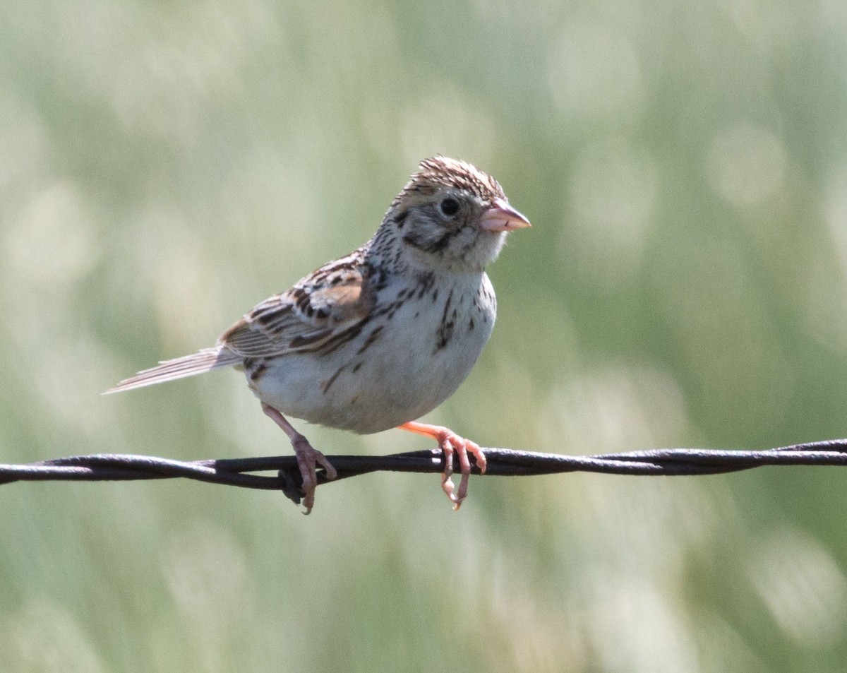 Baird's Sparrow - ML30635241