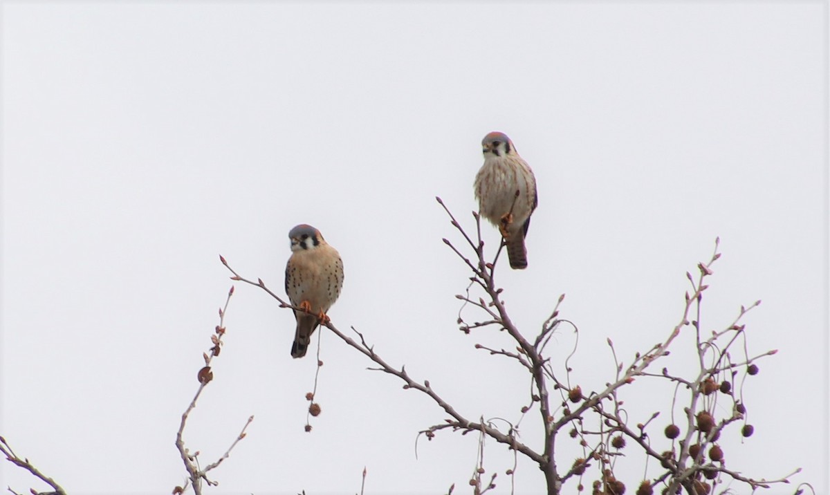 American Kestrel - ML306352581