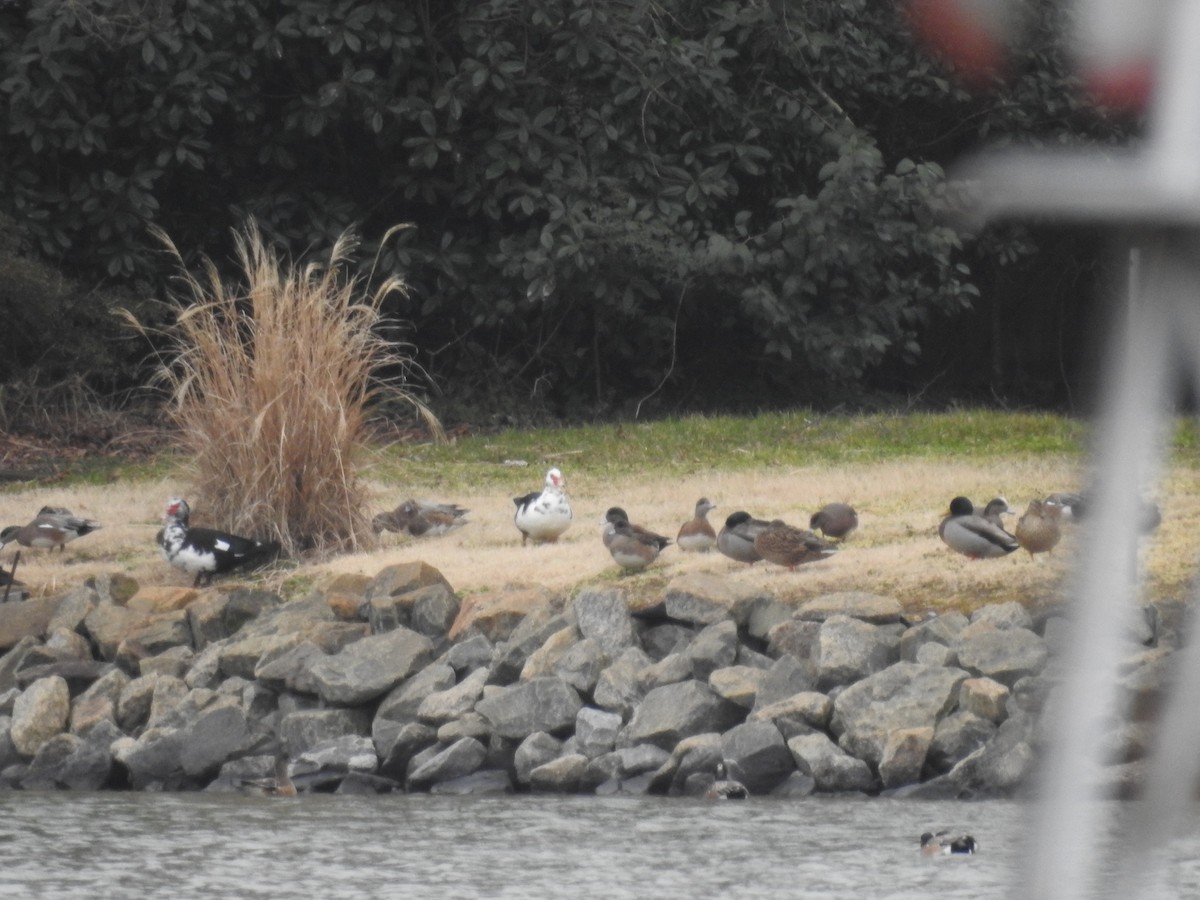 American Wigeon - ML306353061