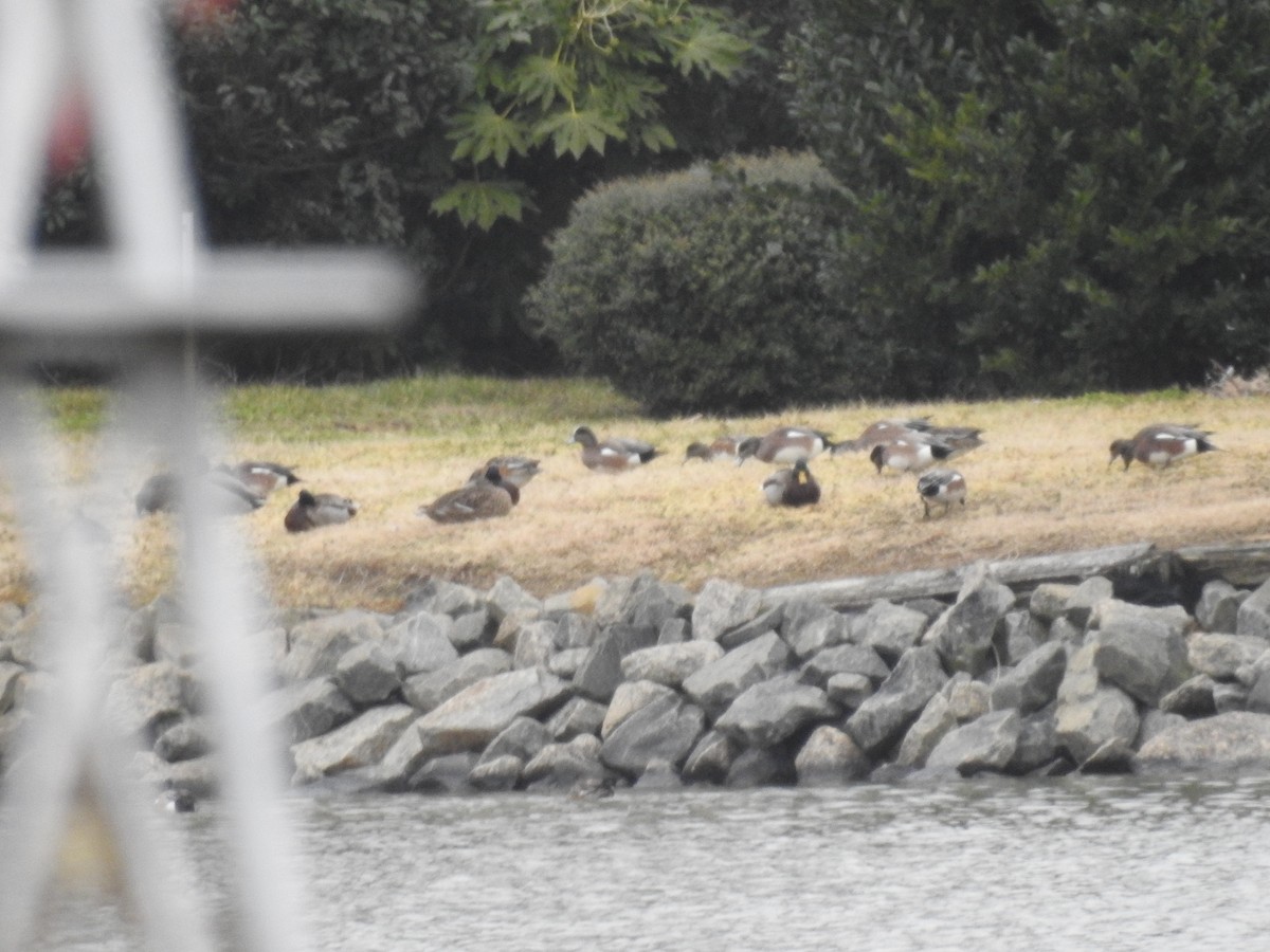 American Wigeon - ML306353281