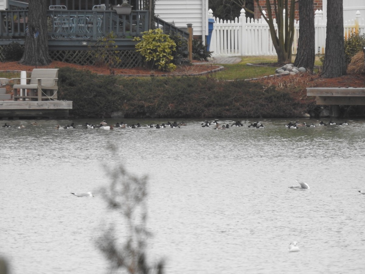 Ring-necked Duck - ML306354521