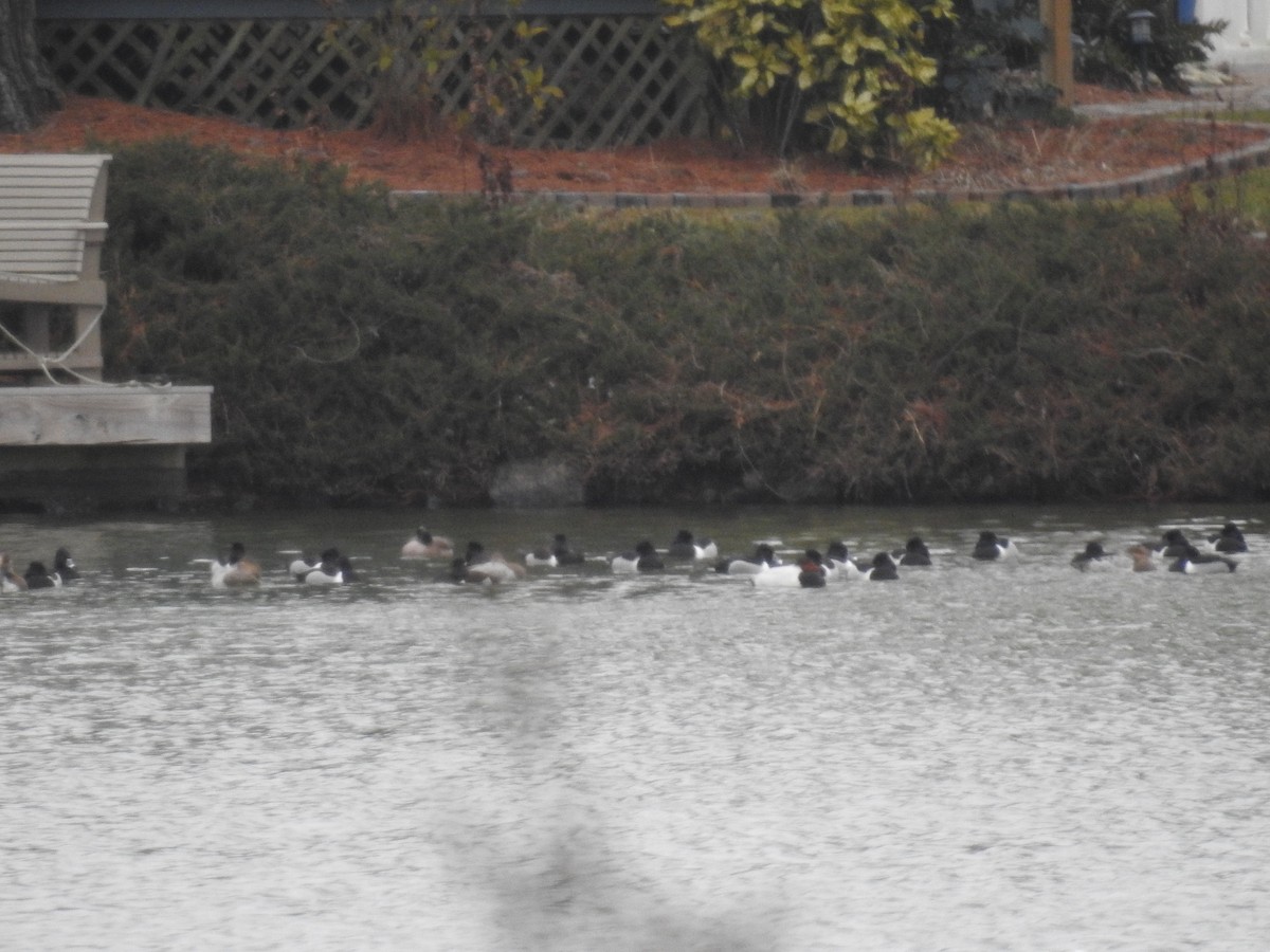 Ring-necked Duck - ML306354531