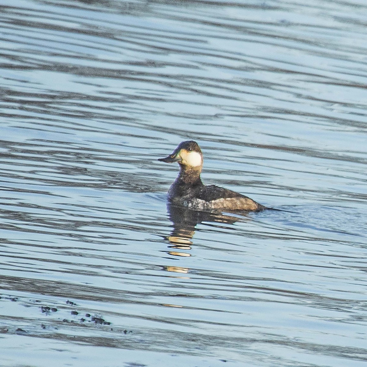 Ruddy Duck - ML306356271