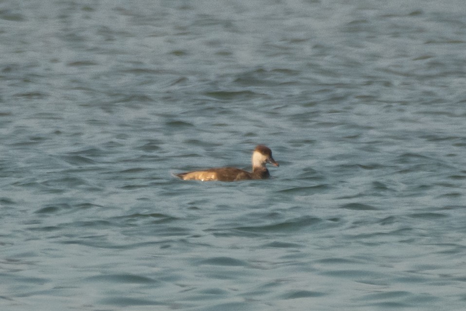 Red-crested Pochard - ML306356651