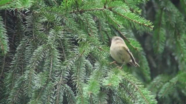 Goldcrest - ML306359131