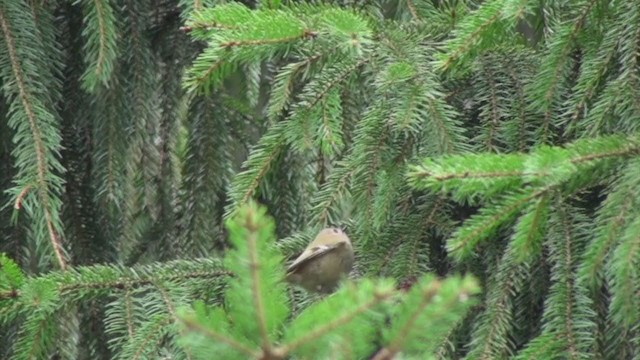 Goldcrest - ML306361061