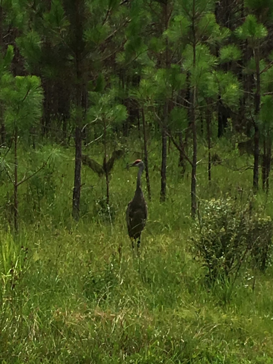 Sandhill Crane - ML30636111