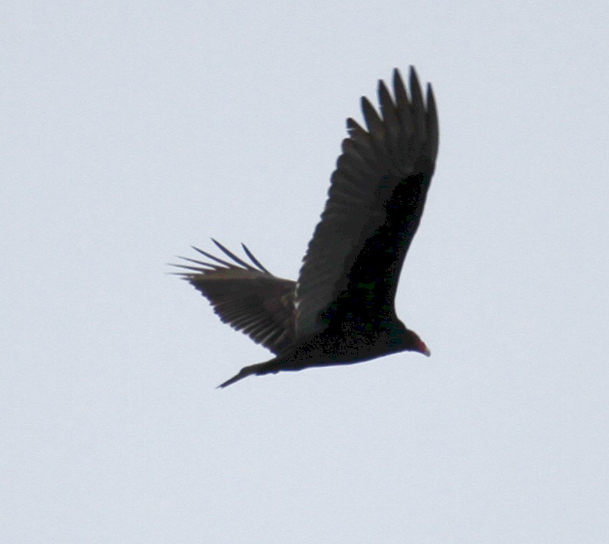 Turkey Vulture - ML306361191