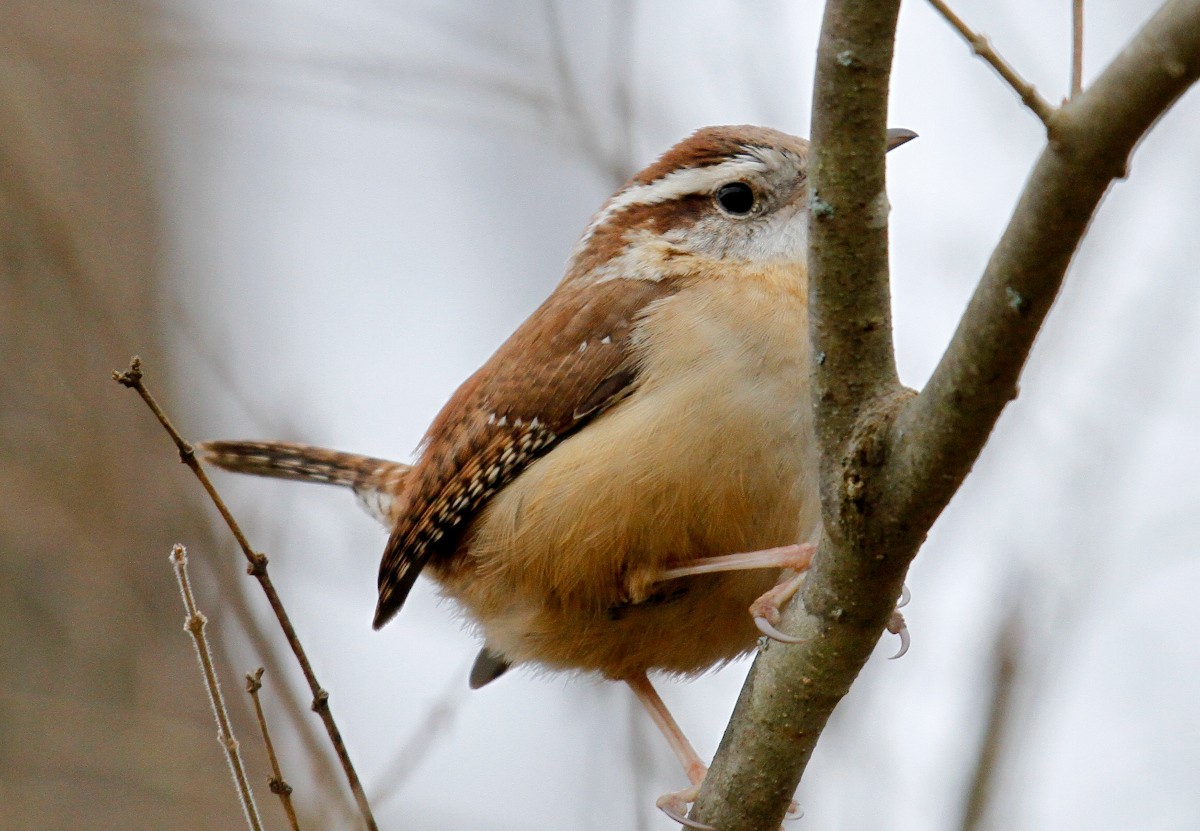 Carolina Wren - ML306361471