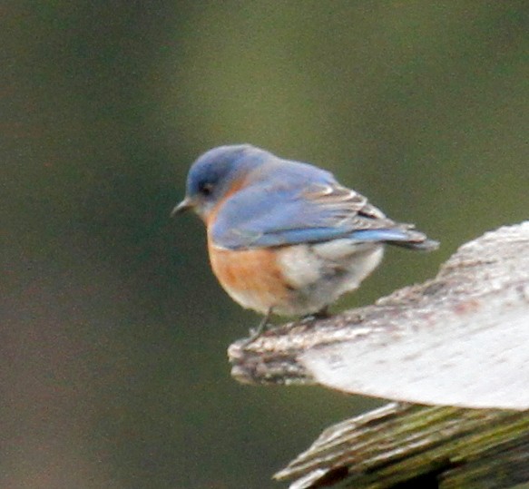 Eastern Bluebird - ML306361531