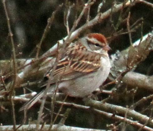 Chipping Sparrow - ML306361721