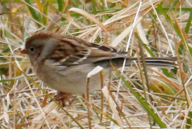 Field Sparrow - ML306361851