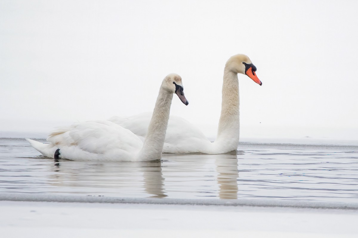 Cygne tuberculé - ML306362681