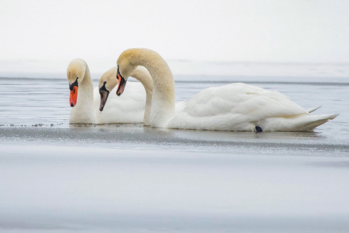 Cygne tuberculé - ML306362701