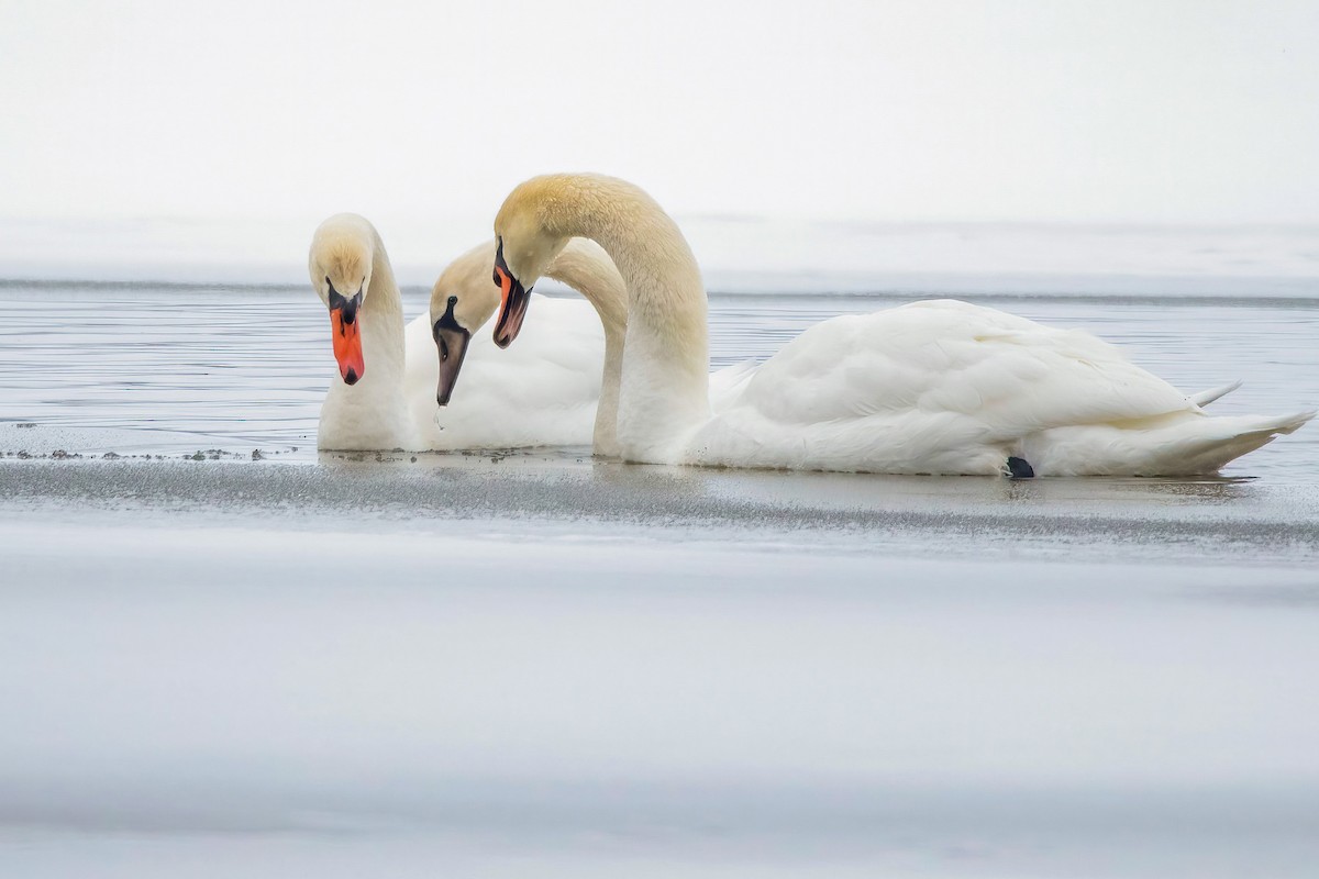 Mute Swan - ML306362711