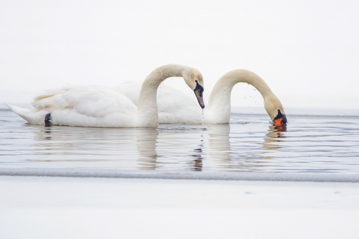 Mute Swan - ML306362721