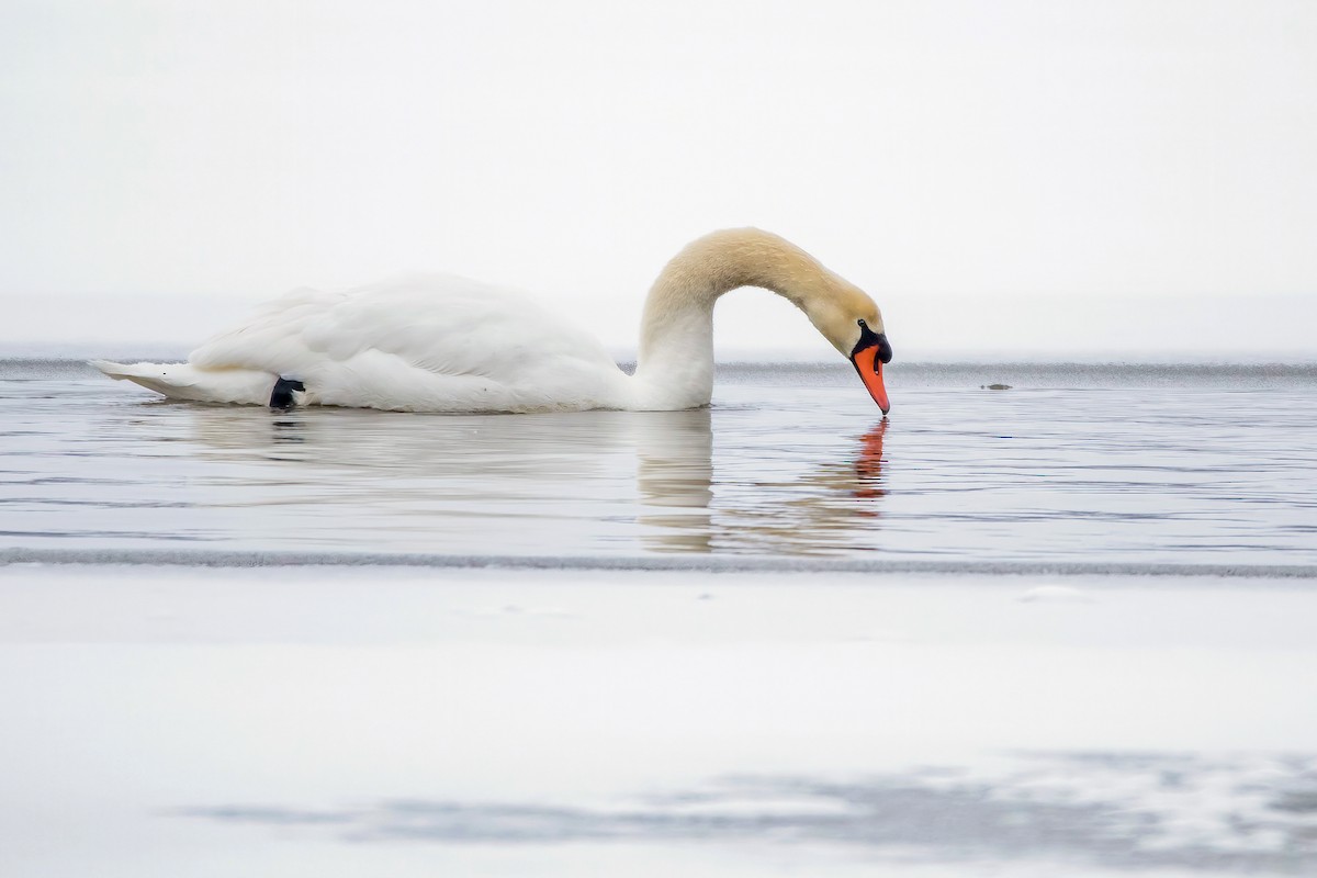 Cygne tuberculé - ML306362781