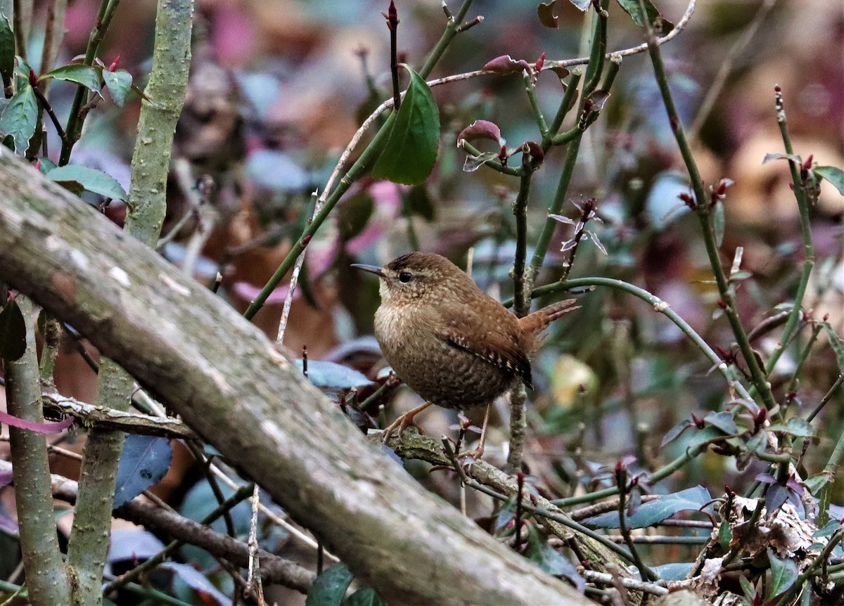 Winter Wren - ML306363261