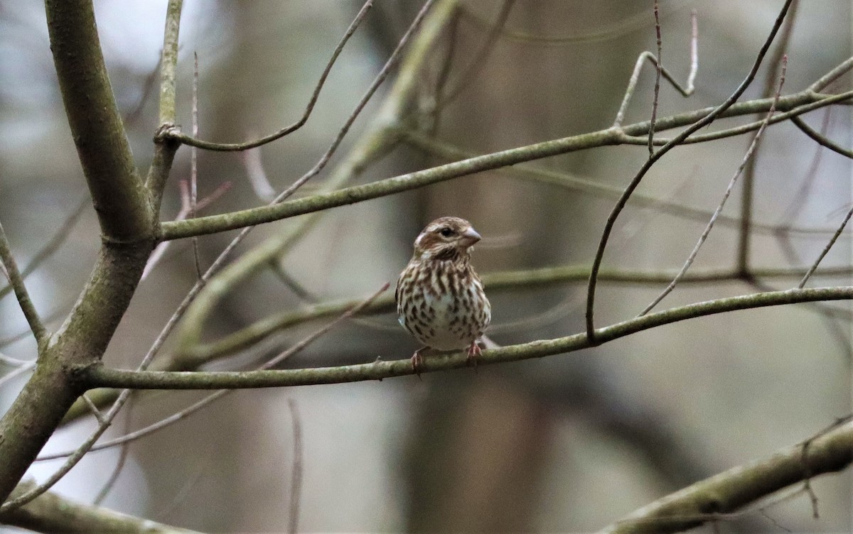 Purple Finch - ML306363331
