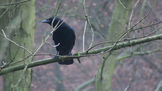 Carrion Crow - ML306364441