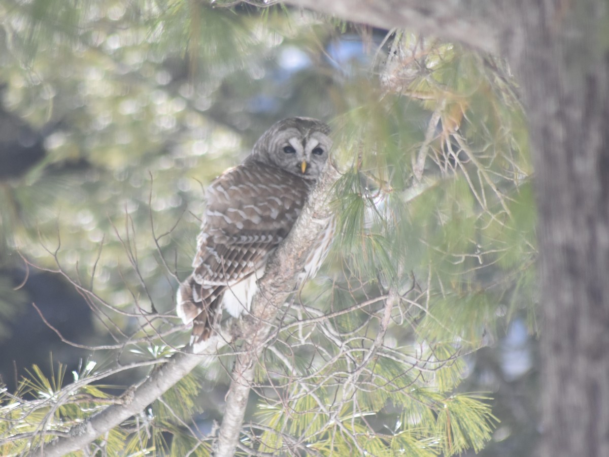 Barred Owl - Ernie Silhanek