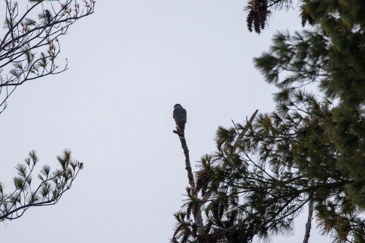 Sharp-shinned Hawk - ML306365491