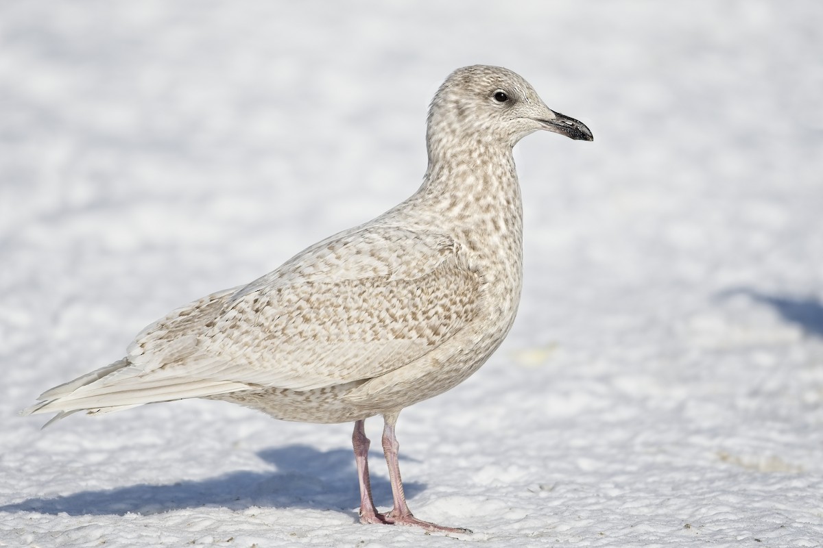 Iceland Gull - ML306365711