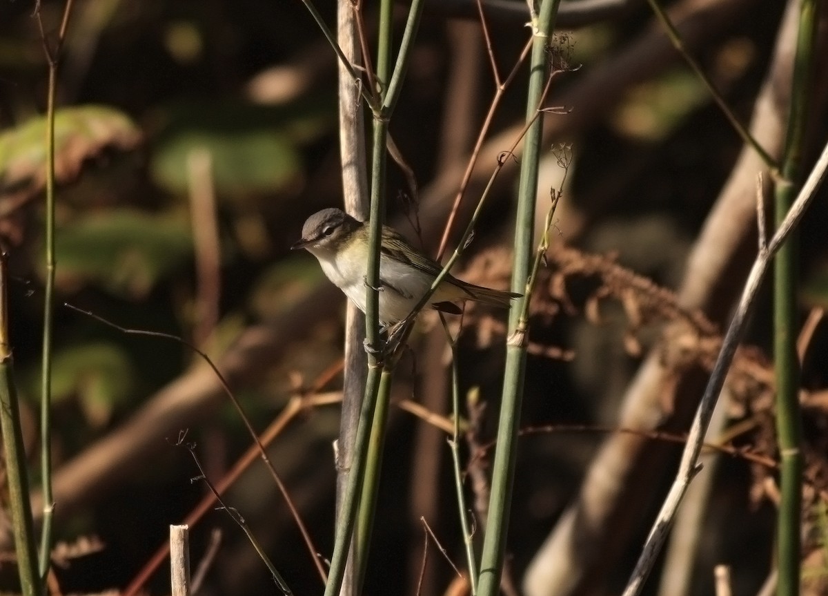 Red-eyed Vireo - ML306366391
