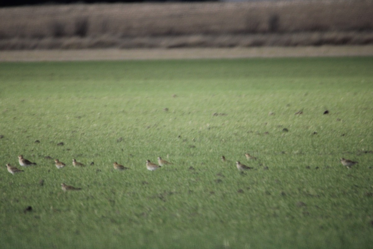 European Golden-Plover - Alejandro Sanz