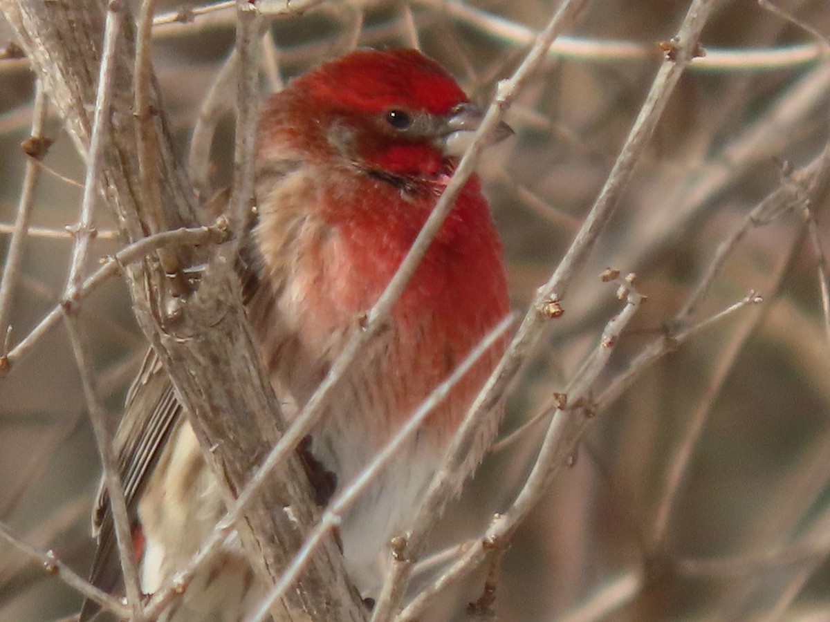House Finch - ML306368291