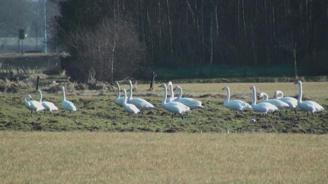 Whooper Swan - ML306368431