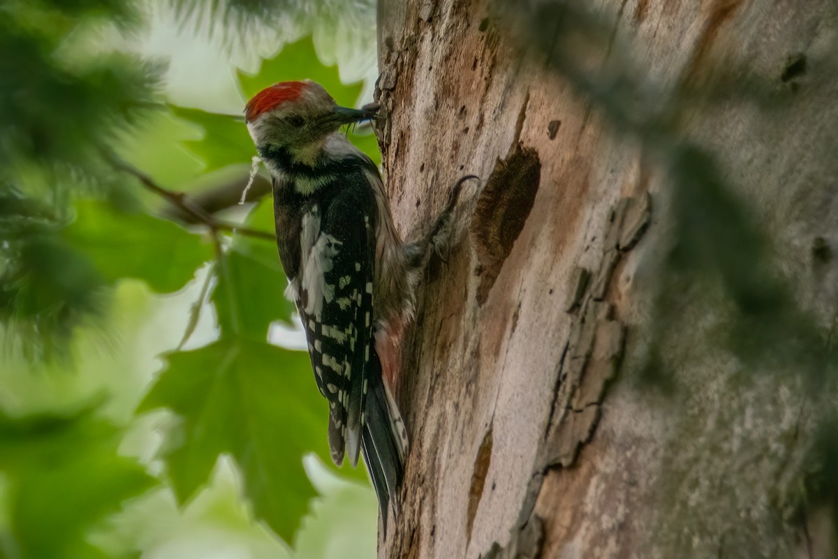 Middle Spotted Woodpecker - ML306372001