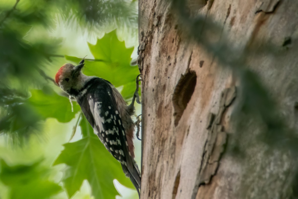 Middle Spotted Woodpecker - ML306372011