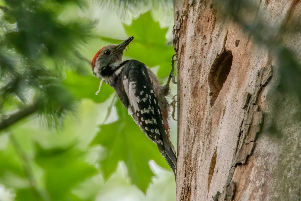 Middle Spotted Woodpecker - ML306372021