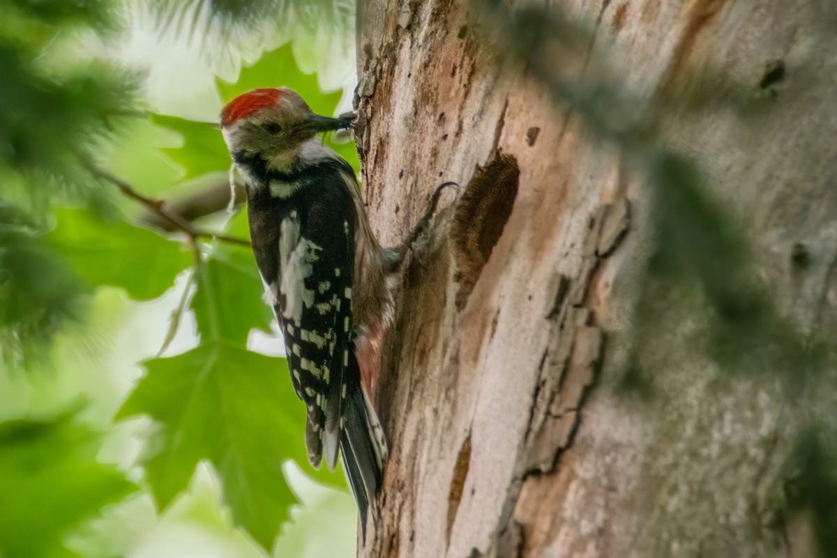 Middle Spotted Woodpecker - ML306372051