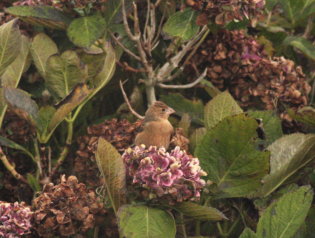Blue Grosbeak - ML306374131