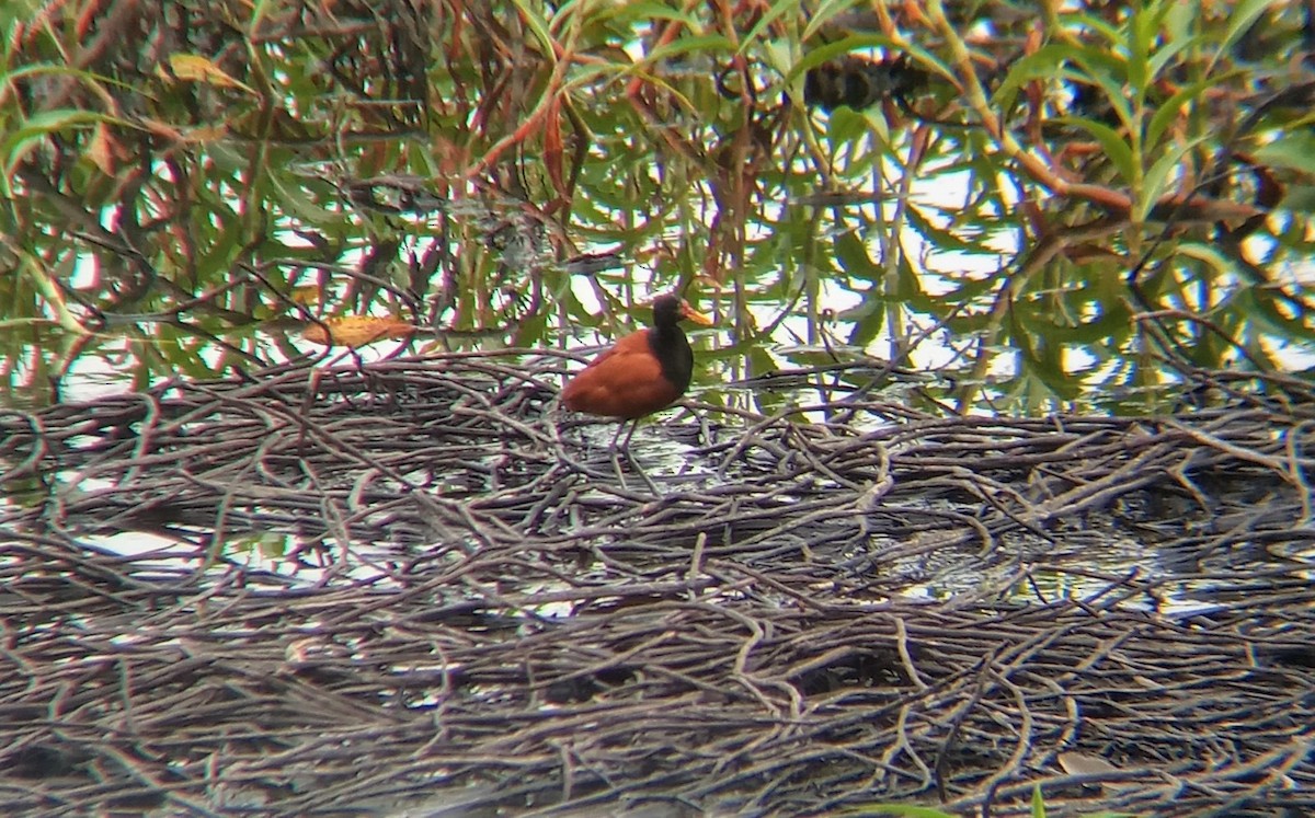 Wattled Jacana - Carlos Otávio Gussoni