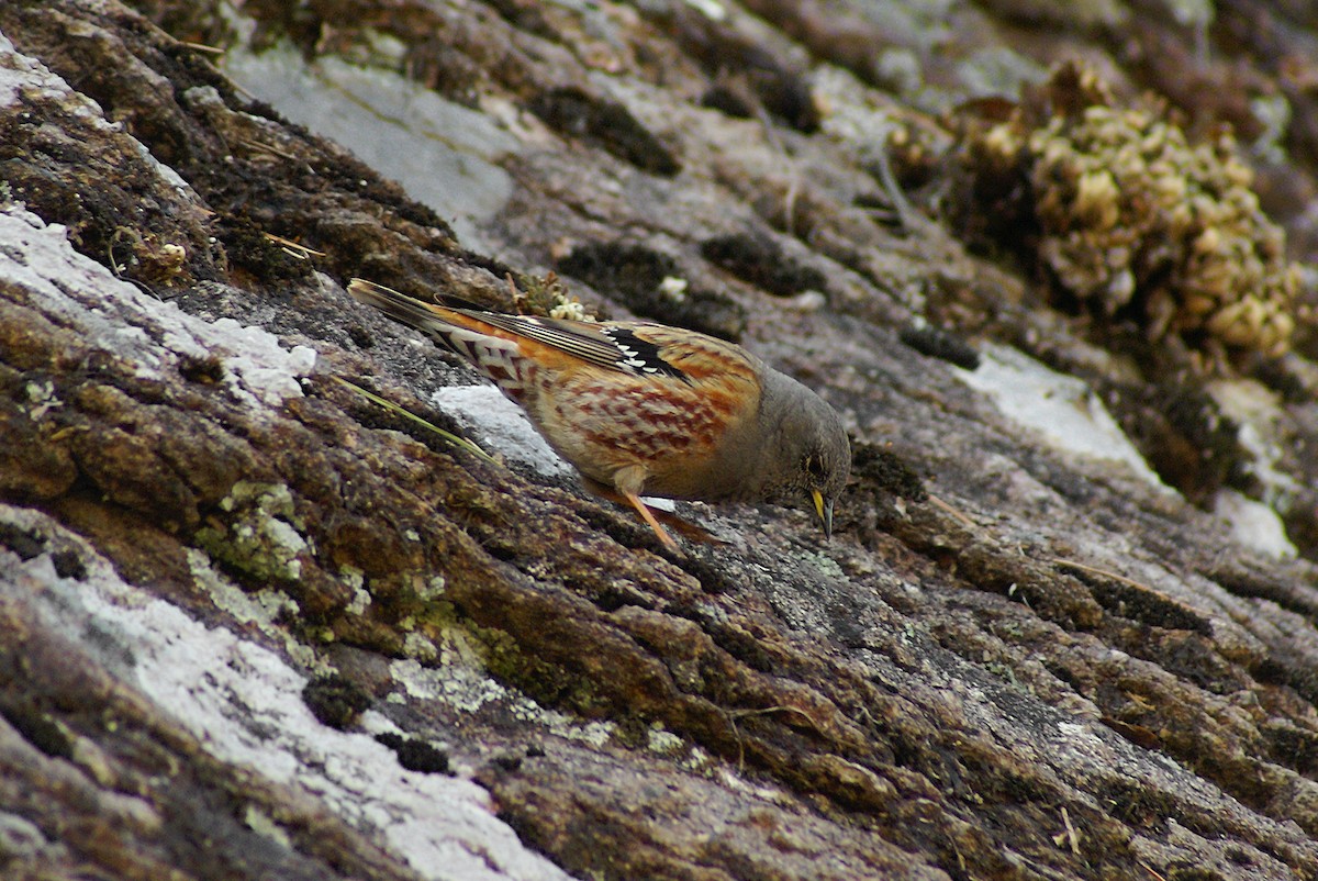 Alpine Accentor - Patrick J. Blake